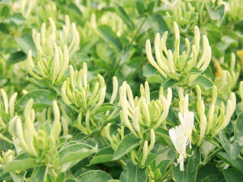 金银花种苗花卉爬藤植物金银花树苗四季不掉叶常青