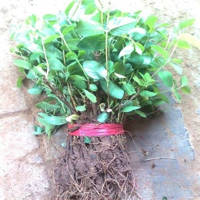 金银花种苗花卉爬藤植物金银花树苗四季不掉叶常青