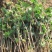 金银花种苗花卉爬藤植物金银花树苗四季不掉叶常青