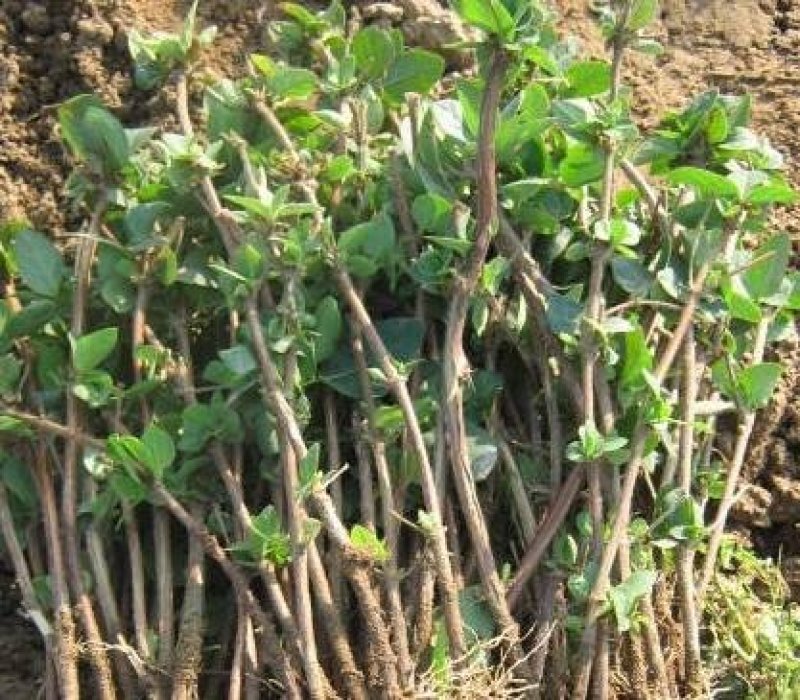 金银花种苗花卉爬藤植物金银花树苗四季不掉叶常青