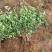 金银花种苗花卉爬藤植物金银花树苗四季不掉叶常青