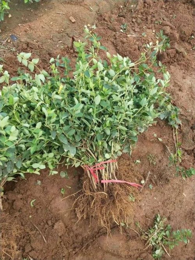 金银花种苗花卉爬藤植物金银花树苗四季不掉叶常青