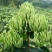 金银花种苗花卉爬藤植物金银花树苗四季不掉叶常青