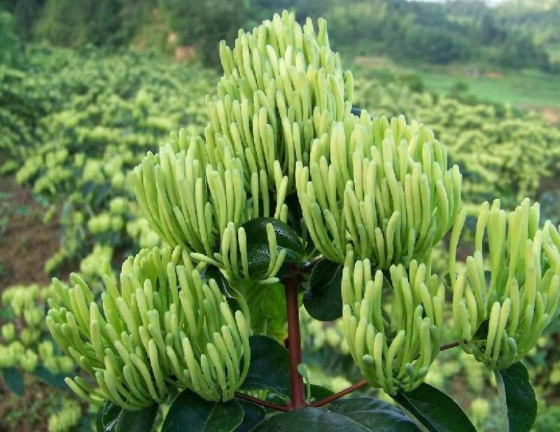 金银花种苗花卉爬藤植物金银花树苗四季不掉叶常青