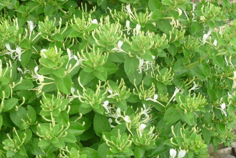 金银花种苗花卉爬藤植物金银花树苗四季不掉叶常青