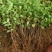 金银花种苗花卉爬藤植物金银花树苗四季不掉叶常青