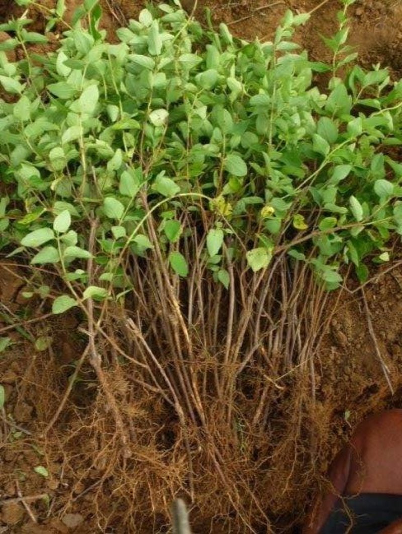 金银花种苗花卉爬藤植物金银花树苗四季不掉叶常青