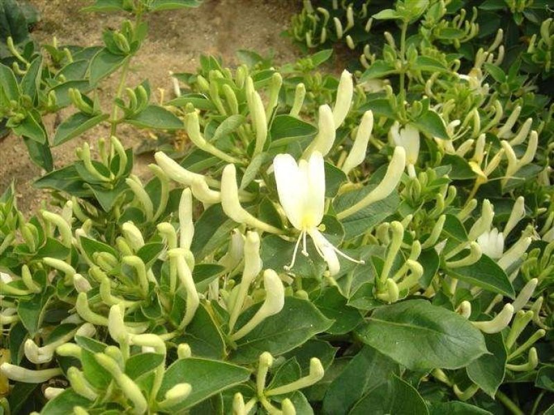金银花种苗花卉爬藤植物金银花树苗四季不掉叶常青