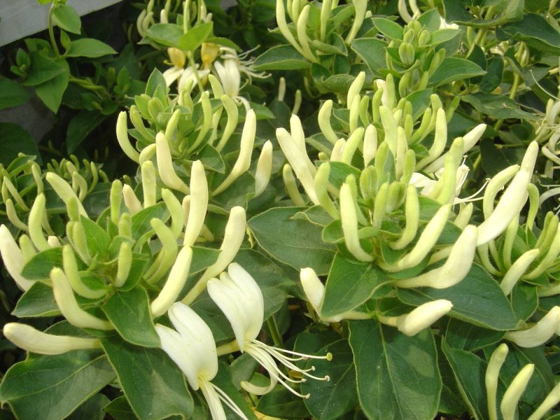 金银花种苗花卉爬藤植物金银花树苗四季不掉叶常青