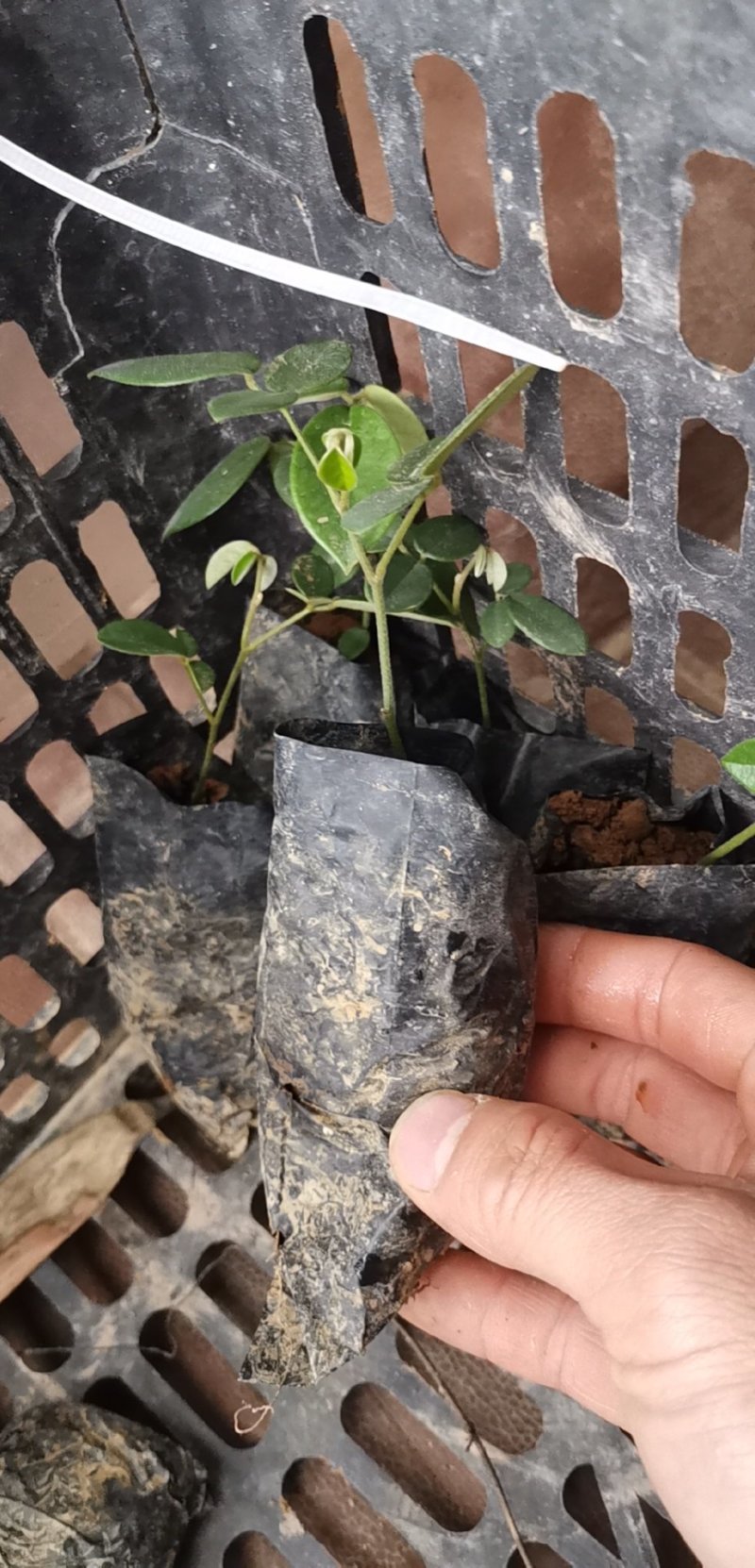 山豆根种苗，杯苗（大量供应，包技术回收）