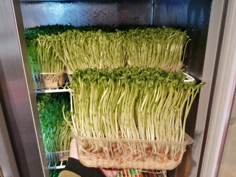 豌豆苗