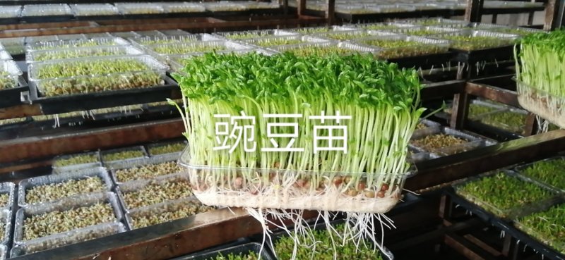 豌豆苗