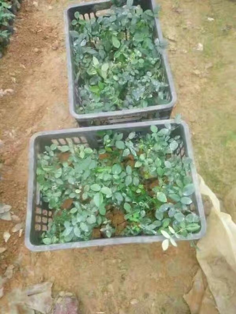 山豆根种苗，杯苗（大量供应，包技术回收）