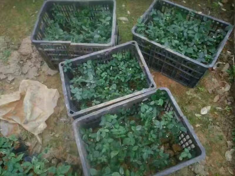 山豆根种苗，杯苗（大量供应，包技术回收）