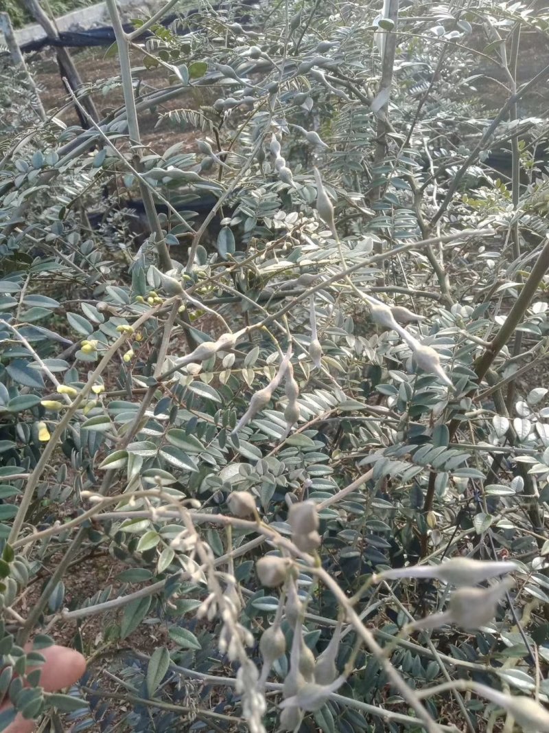 山豆根种苗，杯苗（大量供应，包技术回收）