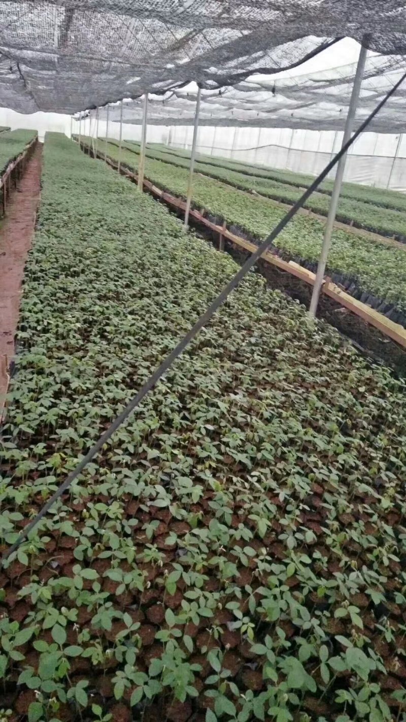 山豆根种苗，杯苗（大量供应，包技术回收）