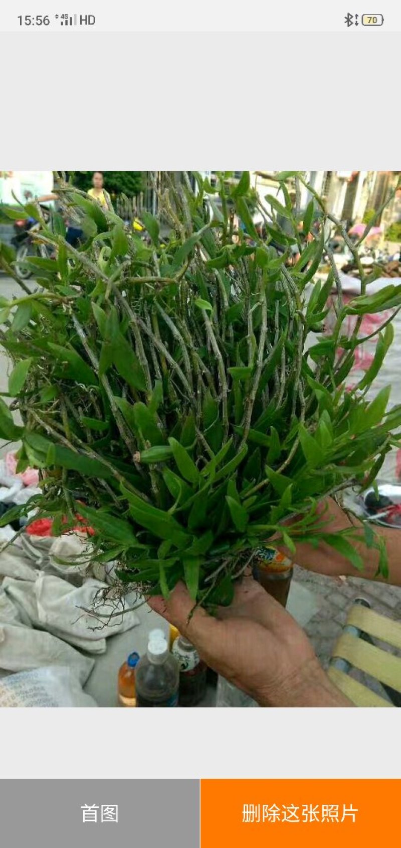 马鞭石斜野生叠稍束花石斛，美花石斜。