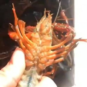 潜江小龙虾，一手货源批发零售，。。。。。。