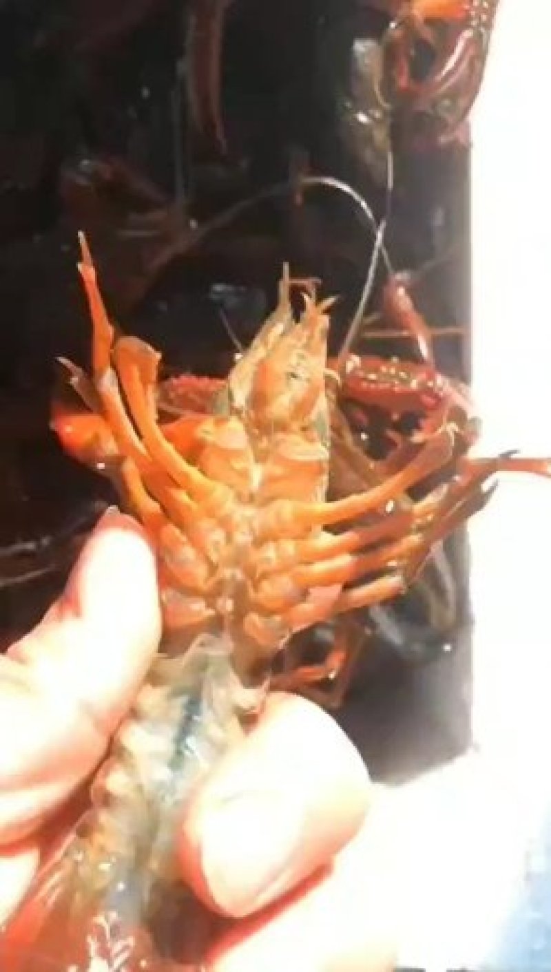 潜江小龙虾，一手货源批发零售，。。。。。。