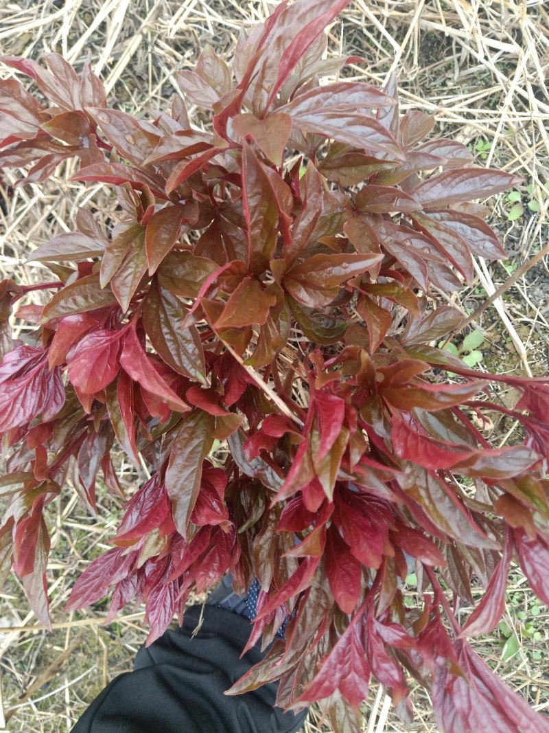 芍药