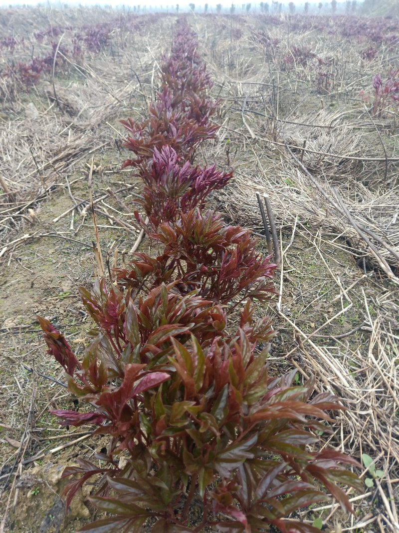 芍药