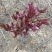 芍药
