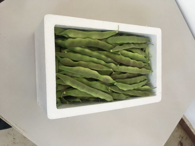大棚种植油豆角一点红东北油豆角