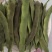 大棚种植油豆角一点红东北油豆角