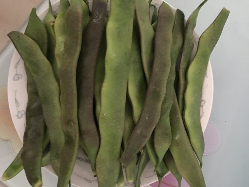 大棚种植油豆角一点红东北油豆角