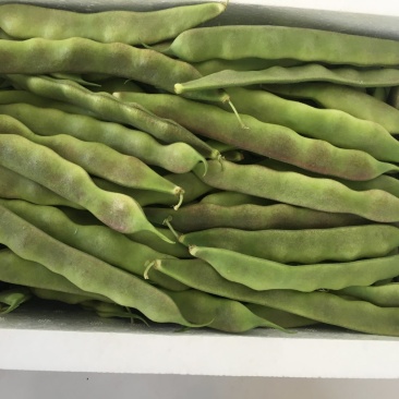 大棚种植油豆角一点红东北油豆角