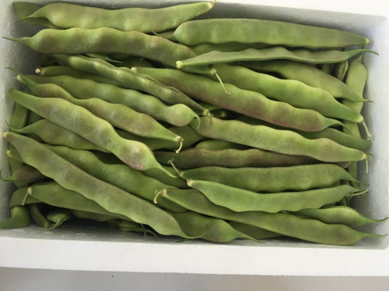 大棚种植油豆角一点红东北油豆角