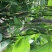 大棚种植油豆角一点红东北油豆角