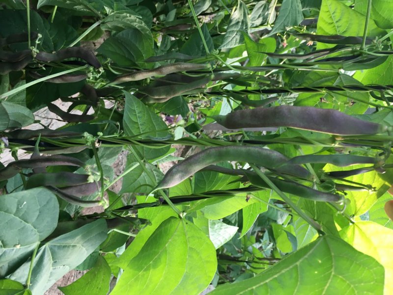 大棚种植油豆角一点红东北油豆角