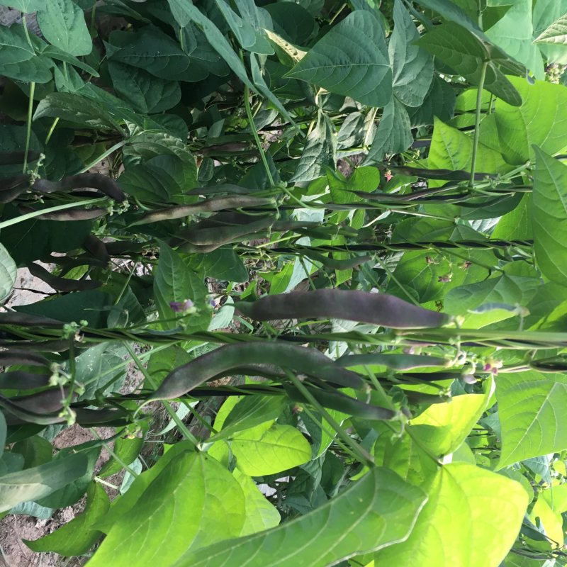 大棚种植油豆角一点红东北油豆角