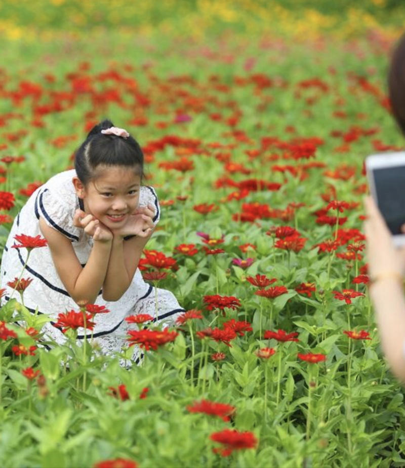 百日草种子景观花海美丽乡村绿化种子四季易活花期长