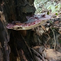 野生黑灵芝批发，贵州大山野生