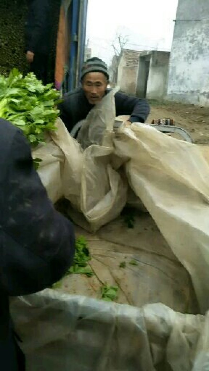精品法国皇后芹菜苗产地大量供应，粗壮，根系发达易活