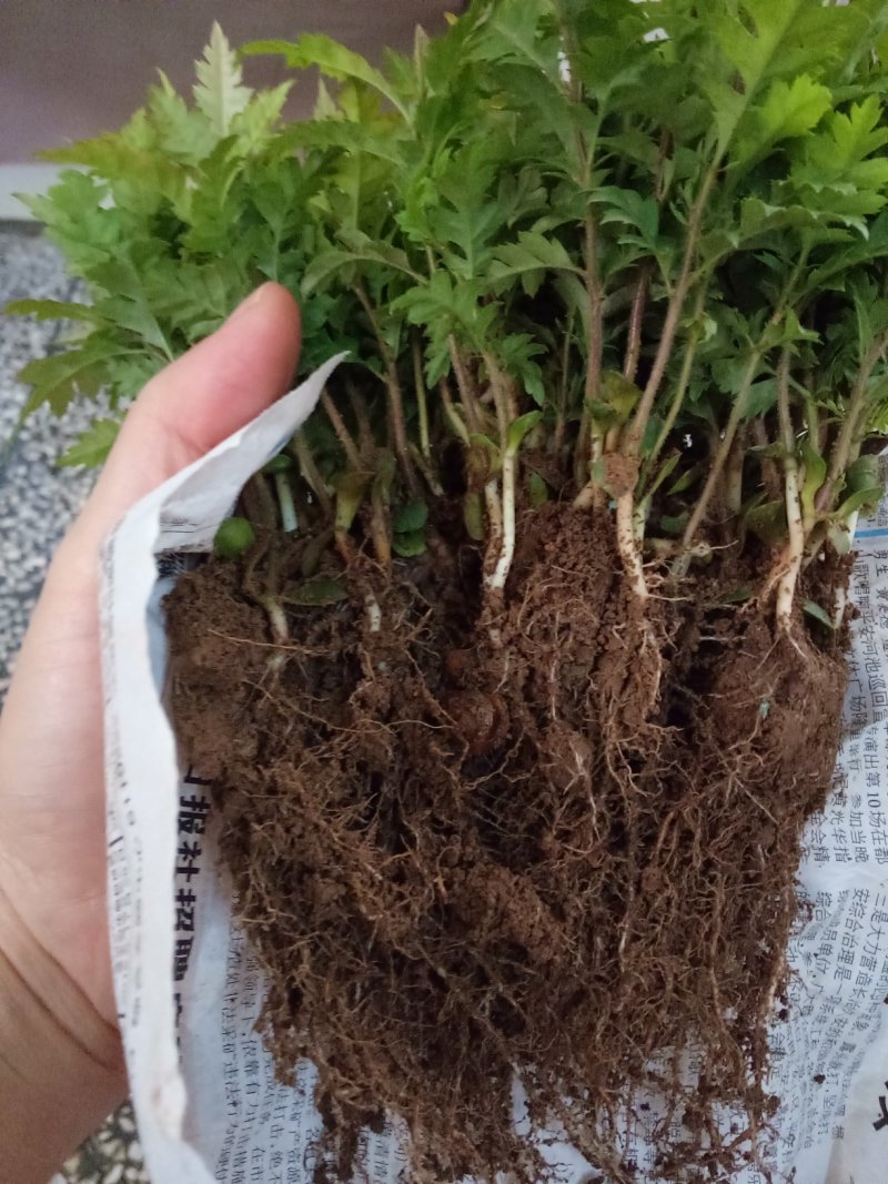 场地大量供应杨梅苗杨梅小苗杨梅芽苗