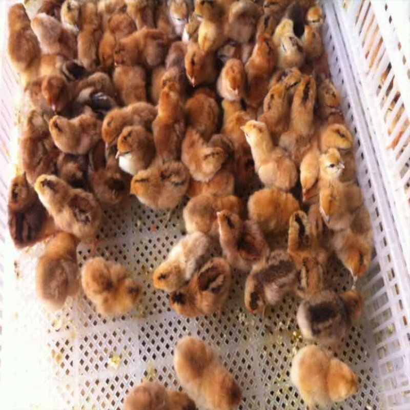鸡苗九斤红大公鸡快大黄K9大种三黄鸡量大优惠