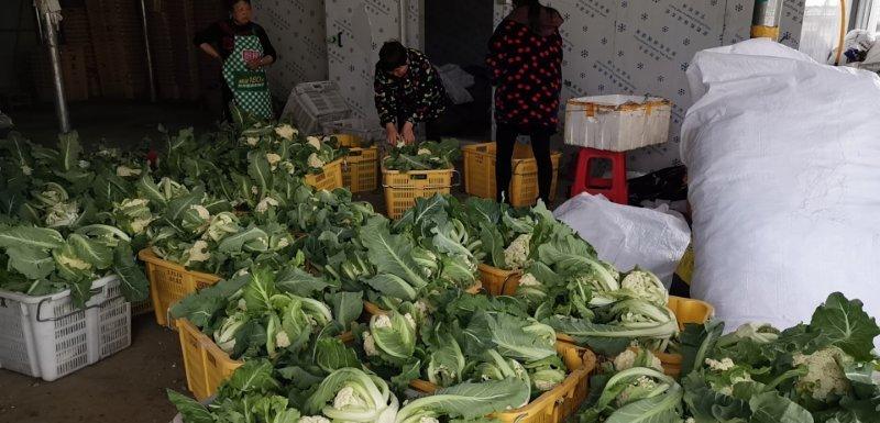 花菜海峡蔬菜批发市场和电商平台大量销售。