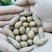 珍珠榧苗，珍贵香榧新品种大苗，会稽山嵊州市老产区基地直供