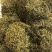 【野生化石草】高品质货大量批发长期供应大货