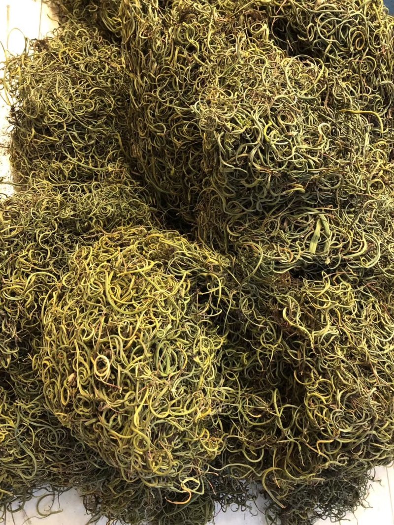 【野生化石草】高品质货大量批发长期供应大货