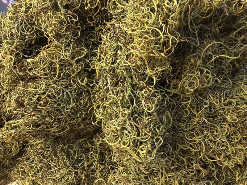 【野生化石草】高品质货大量批发长期供应大货