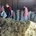 【野生化石草】高品质货大量批发长期供应大货