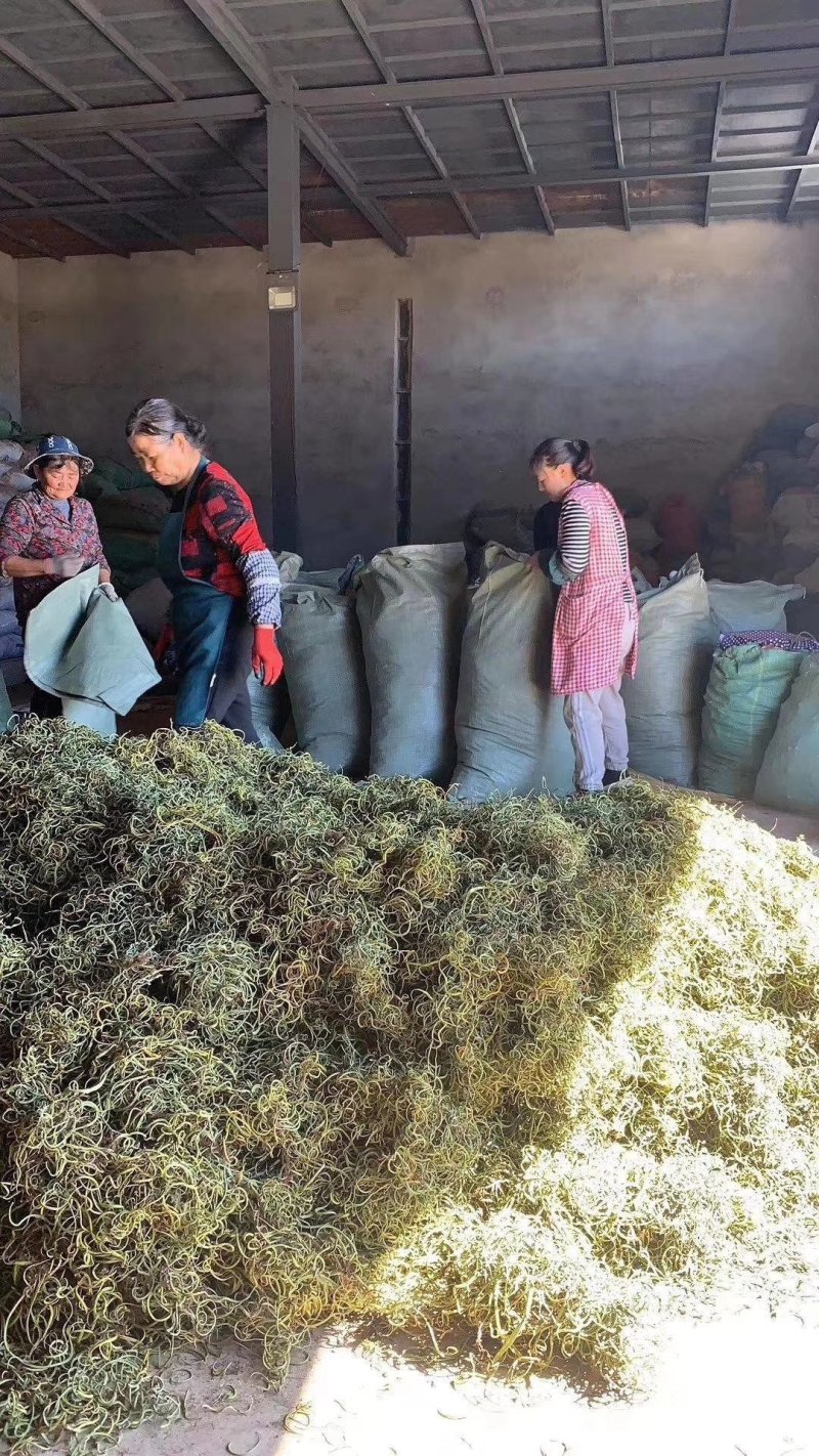 【野生化石草】高品质货大量批发长期供应大货