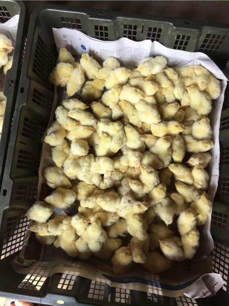 白羽大公鸡鸡苗量大优惠批发处理包成活包疫苗包运费