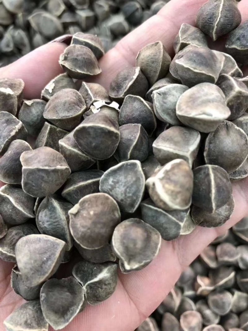 正宗印度进口【辣木籽】大颗粒500g/一袋