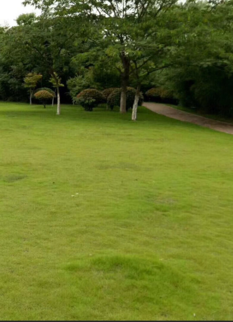 多年生黑麦草优质草坪边坡绿化草子草坪绿化草