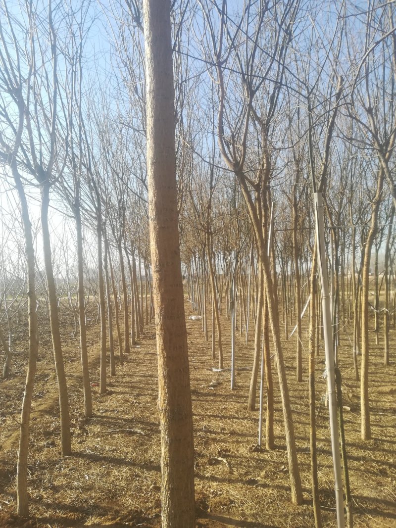 国槐树苗木，